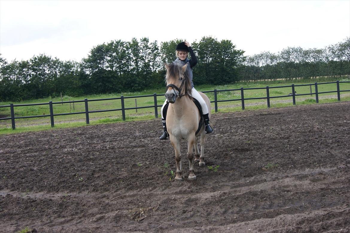 Fjordhest Beersmindes Tarzan - Du mit et og alt, alt i en alle mine drøm i den samme pony ! billede 1