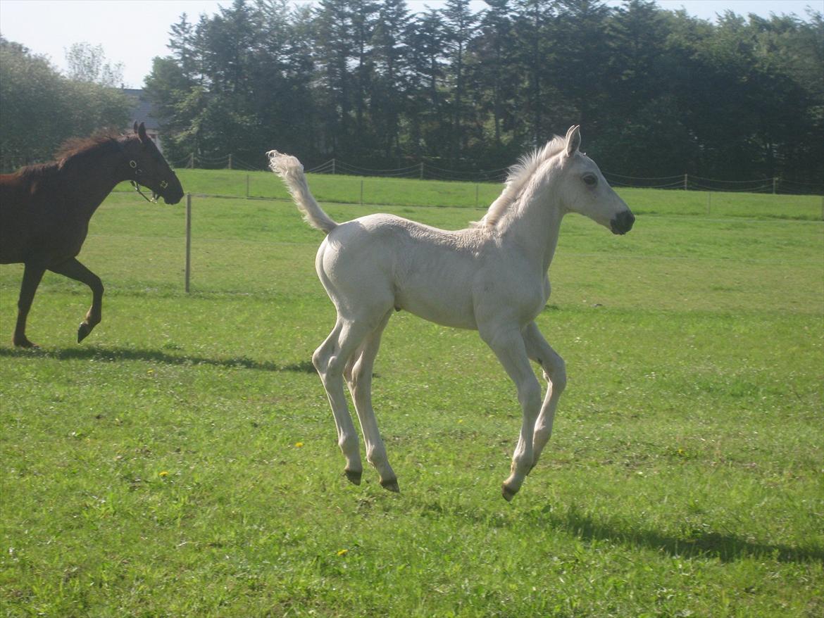 Palomino Klitgaards Marti - 2 måneder gammel billede 6