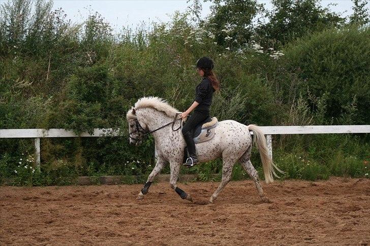 Anden særlig race Florboe's Hoppity Hop (Plet) - Daniella træner dressur med Hoppebold. Billede taget af Tine billede 12