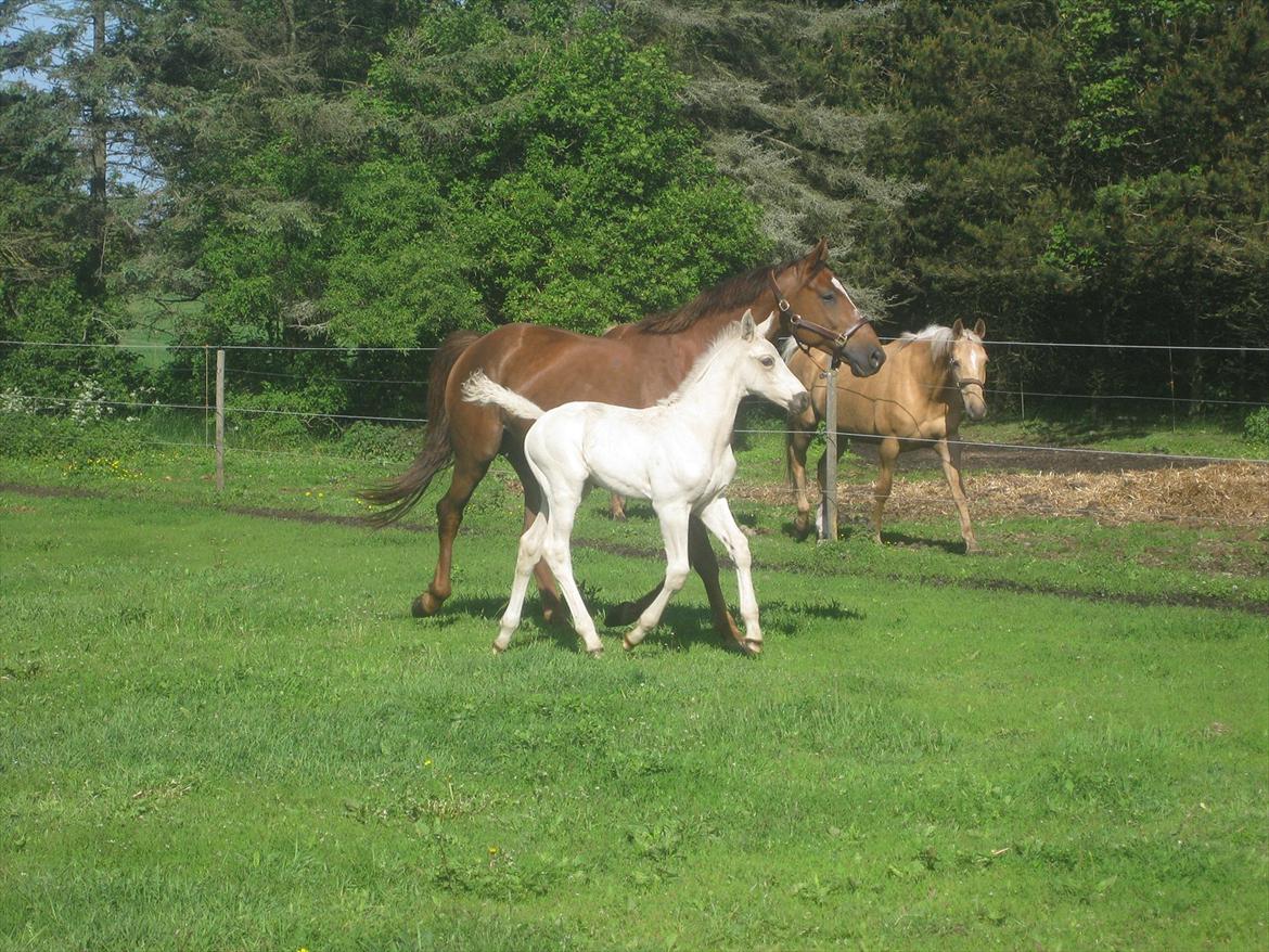 Palomino Klitgaards Marti billede 7