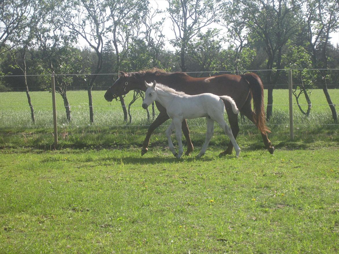 Palomino Klitgaards Marti billede 8