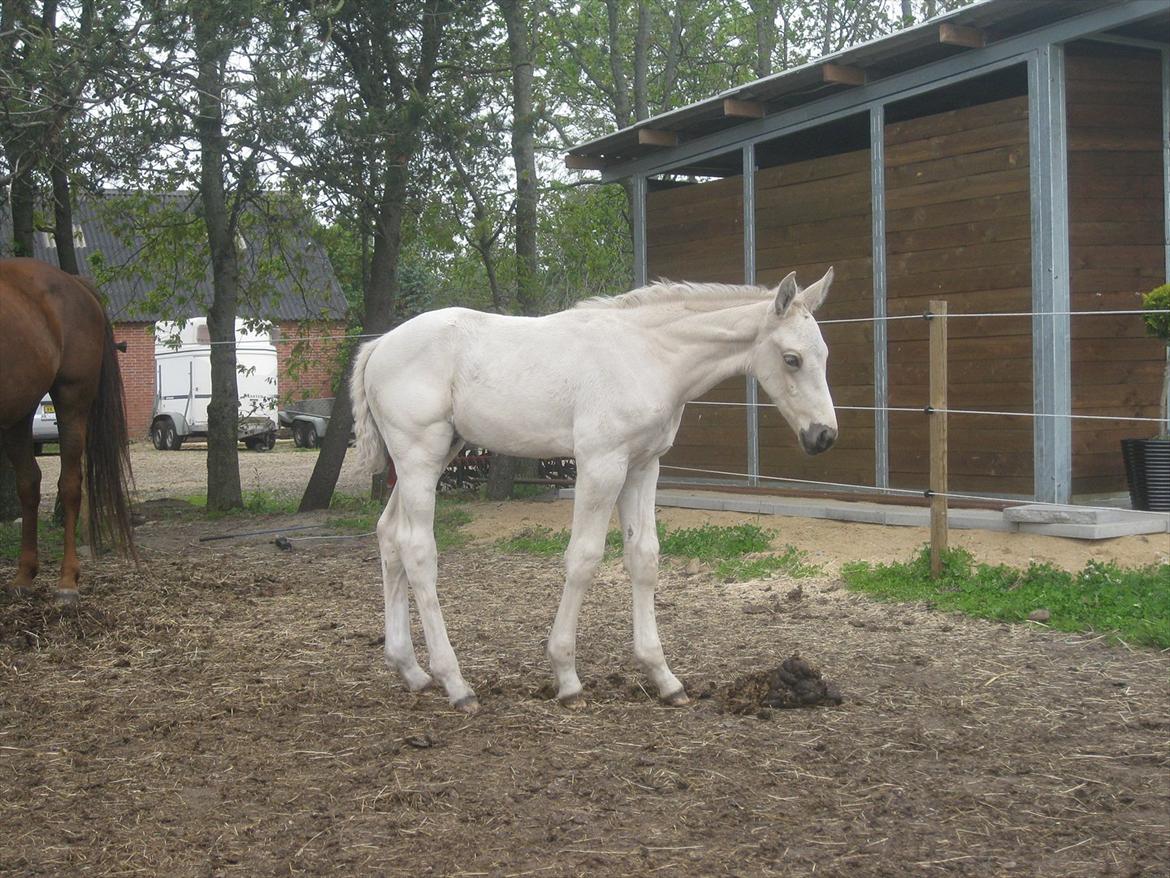 Palomino Klitgaards Marti billede 9