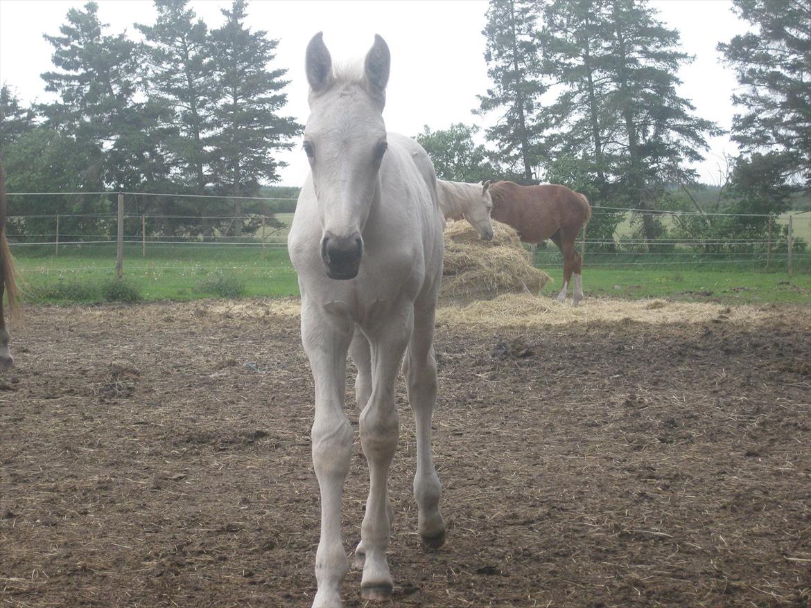 Palomino Klitgaards Marti billede 10