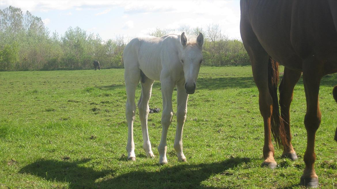 Palomino Klitgaards Marti - 3-4 uger gammel billede 11