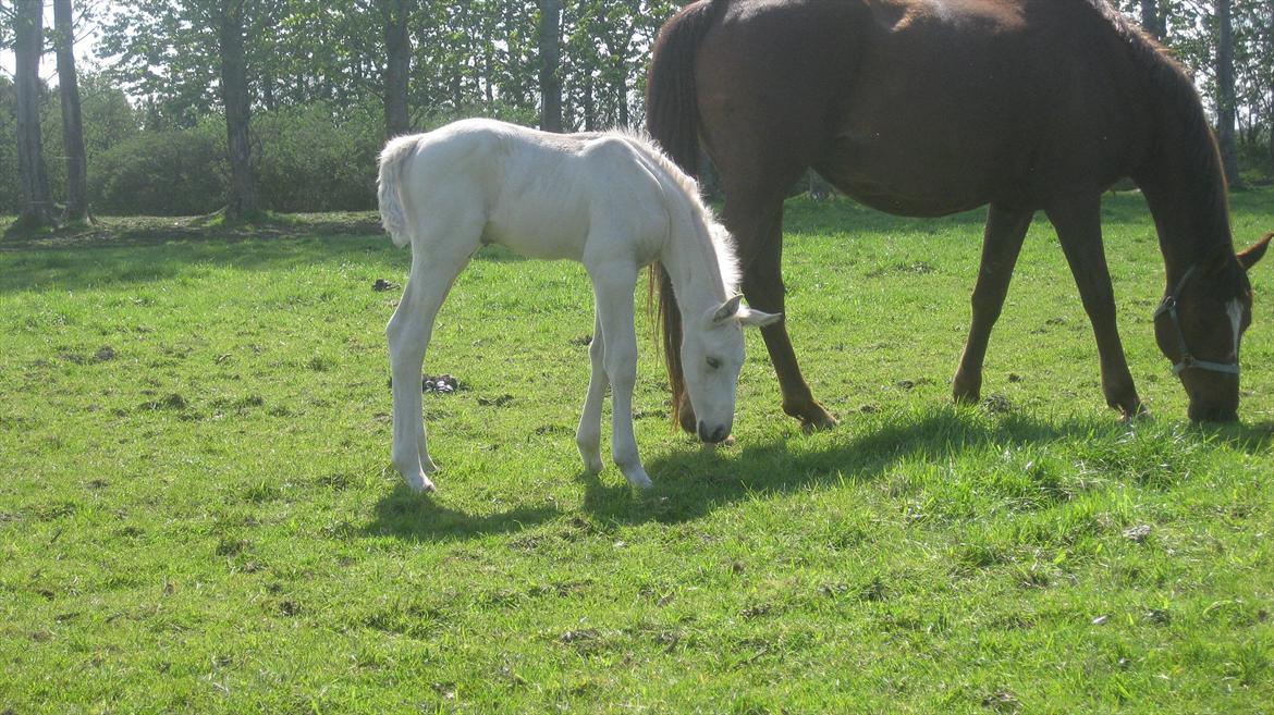 Palomino Klitgaards Marti billede 12