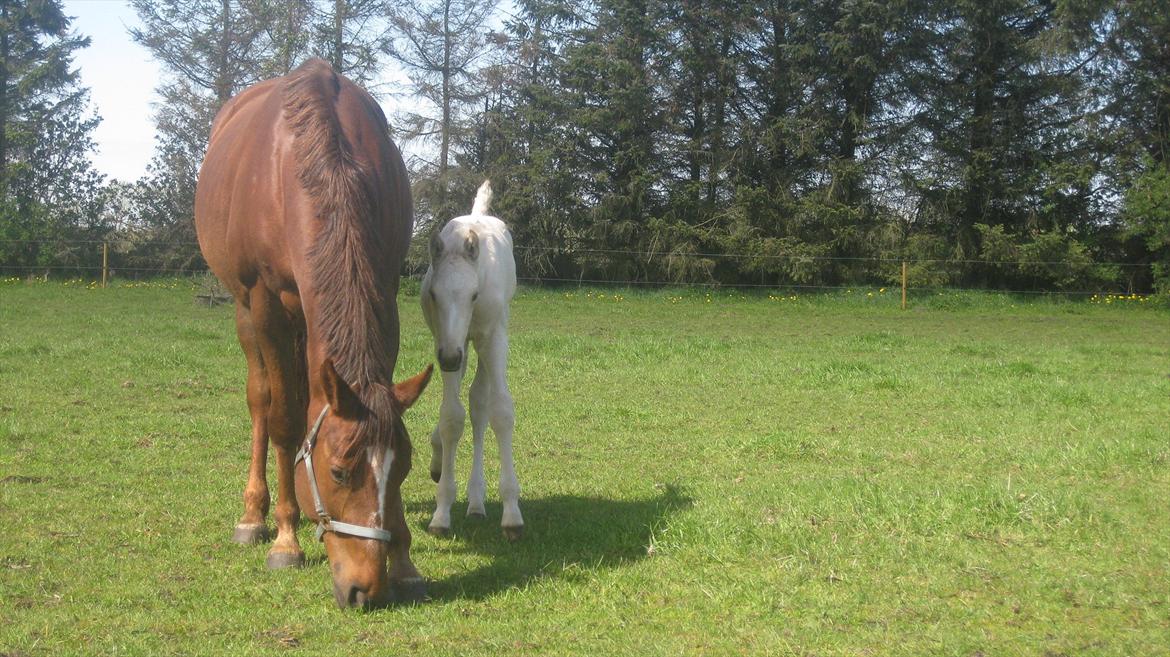 Palomino Klitgaards Marti billede 13