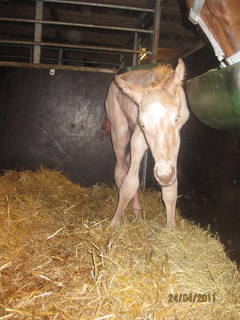 Palomino Klitgaards Marti billede 15