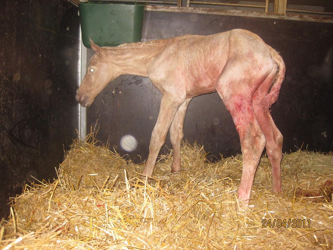 Palomino Klitgaards Marti - De første usikre minutter på benene billede 16