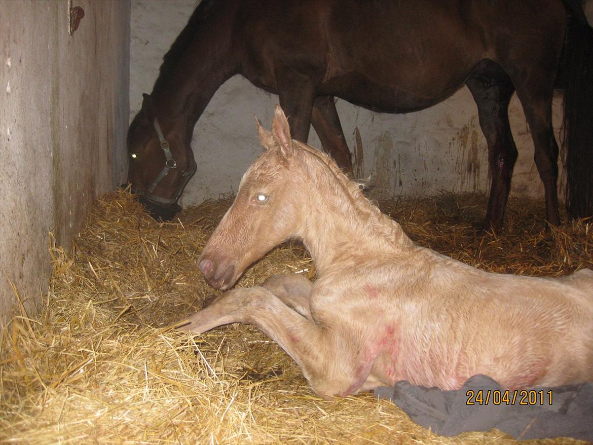 Palomino Klitgaards Marti - Lige født og halv tør billede 17