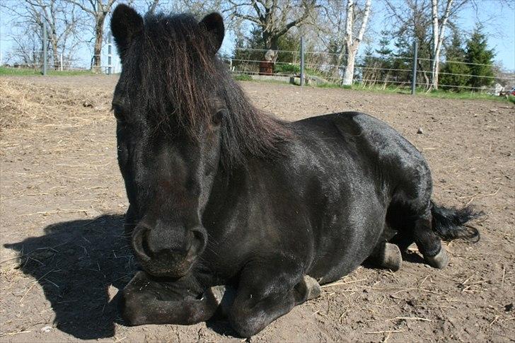 Dansk Miniature Pari Maluri (Silke) - Foldhygge sommer 2011 billede 1