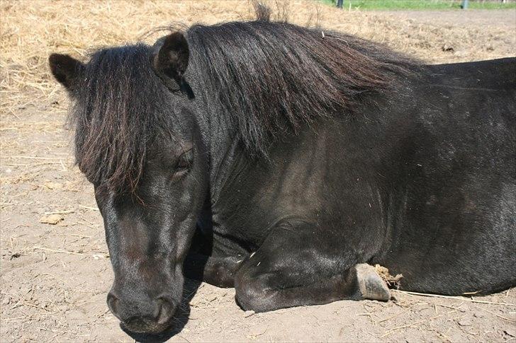 Dansk Miniature Pari Maluri (Silke) - Foldhygge sommer 2011 billede 3