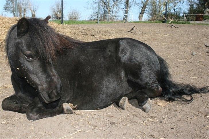 Dansk Miniature Pari Maluri (Silke) - Foldhygge sommer 2011 billede 2