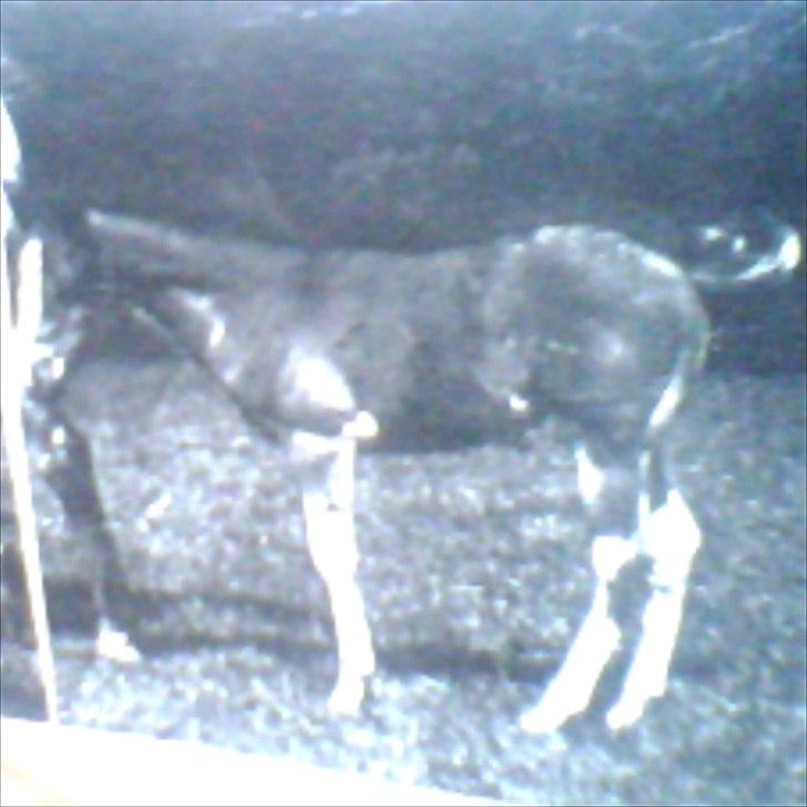 Appaloosa SSF Mr. Snip N Go - Som lille føl :-) billede 11