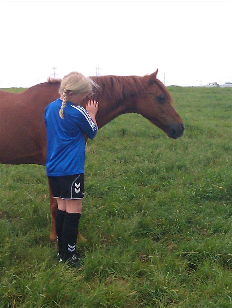 DSP Friis Attila billede 14