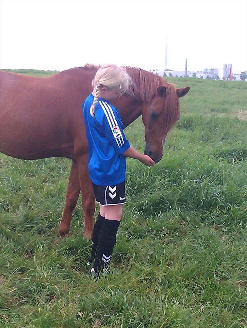 DSP Friis Attila billede 3