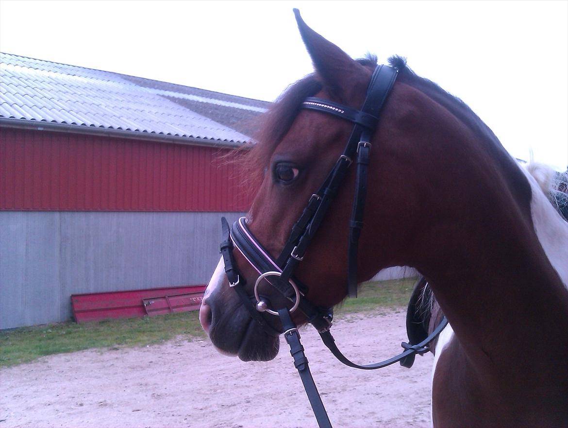 Anden særlig race Pretty<'3 - SOLGT billede 4