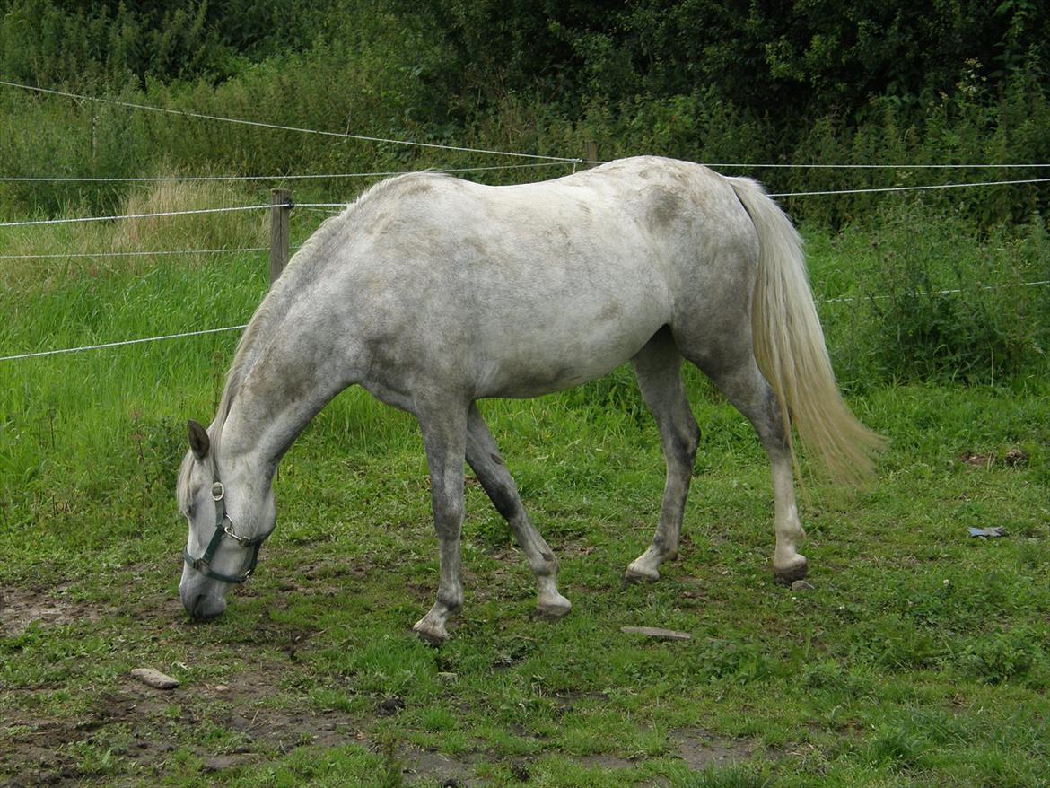 Welsh Partbred (Sec F) Klintholms Miss Shania billede 9