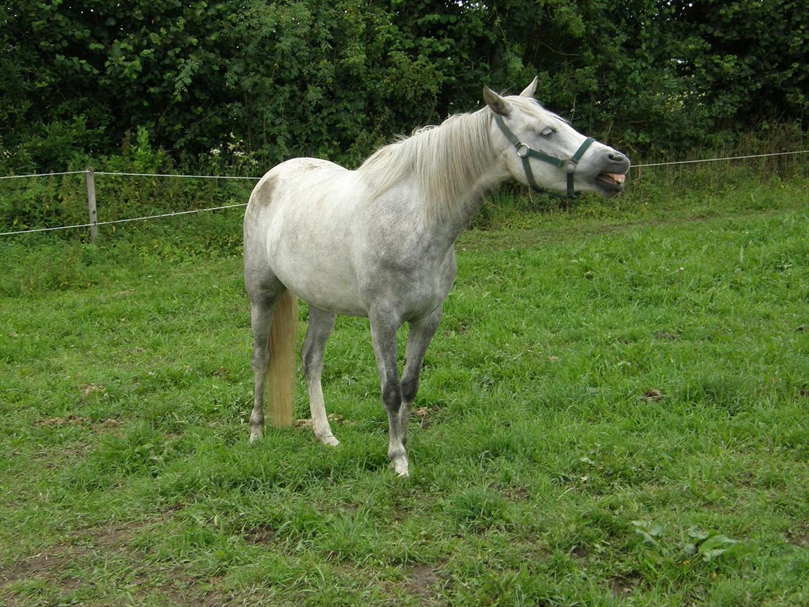 Welsh Partbred (Sec F) Klintholms Miss Shania billede 10