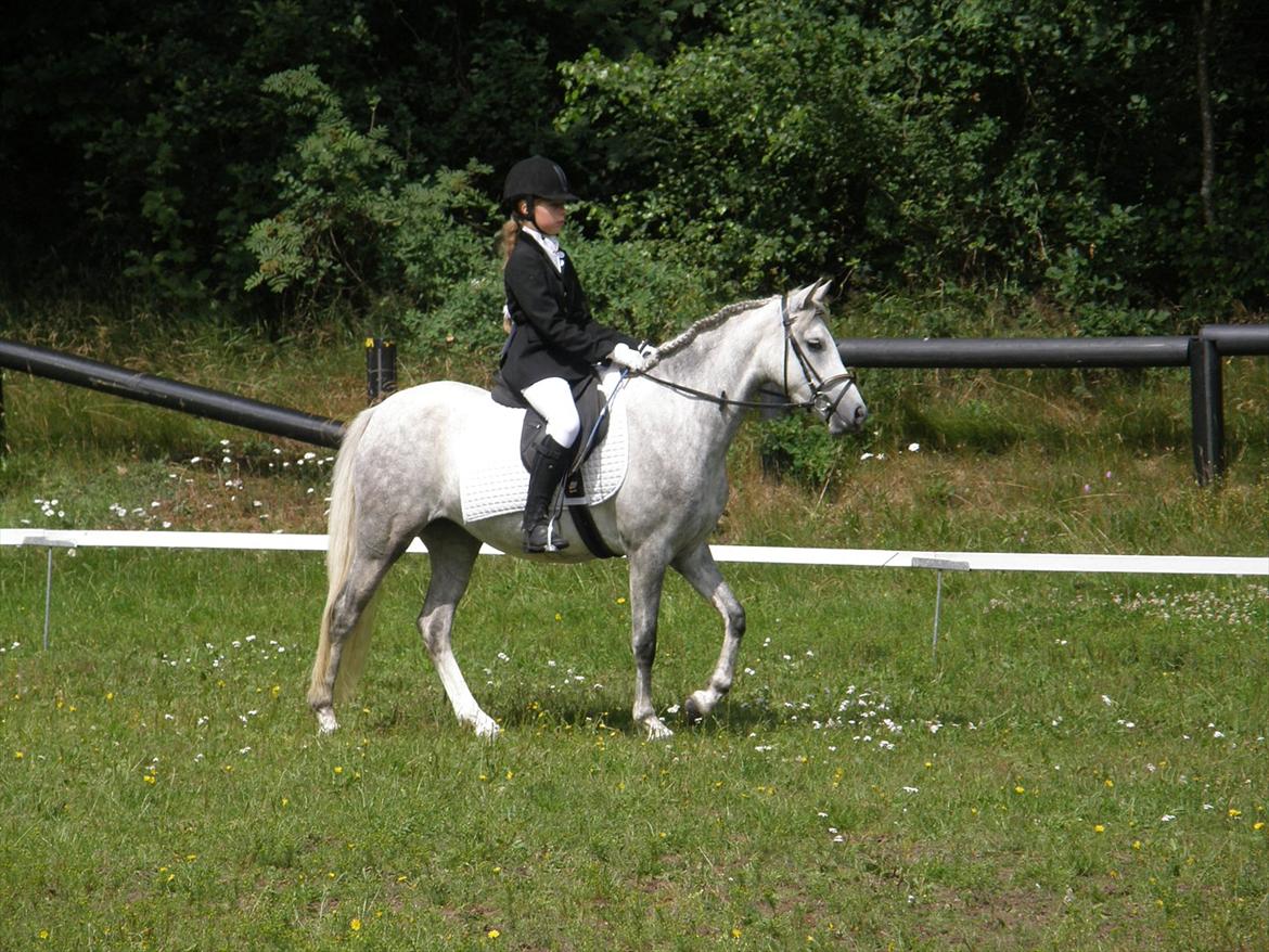 Welsh Partbred (Sec F) Klintholms Miss Shania billede 11