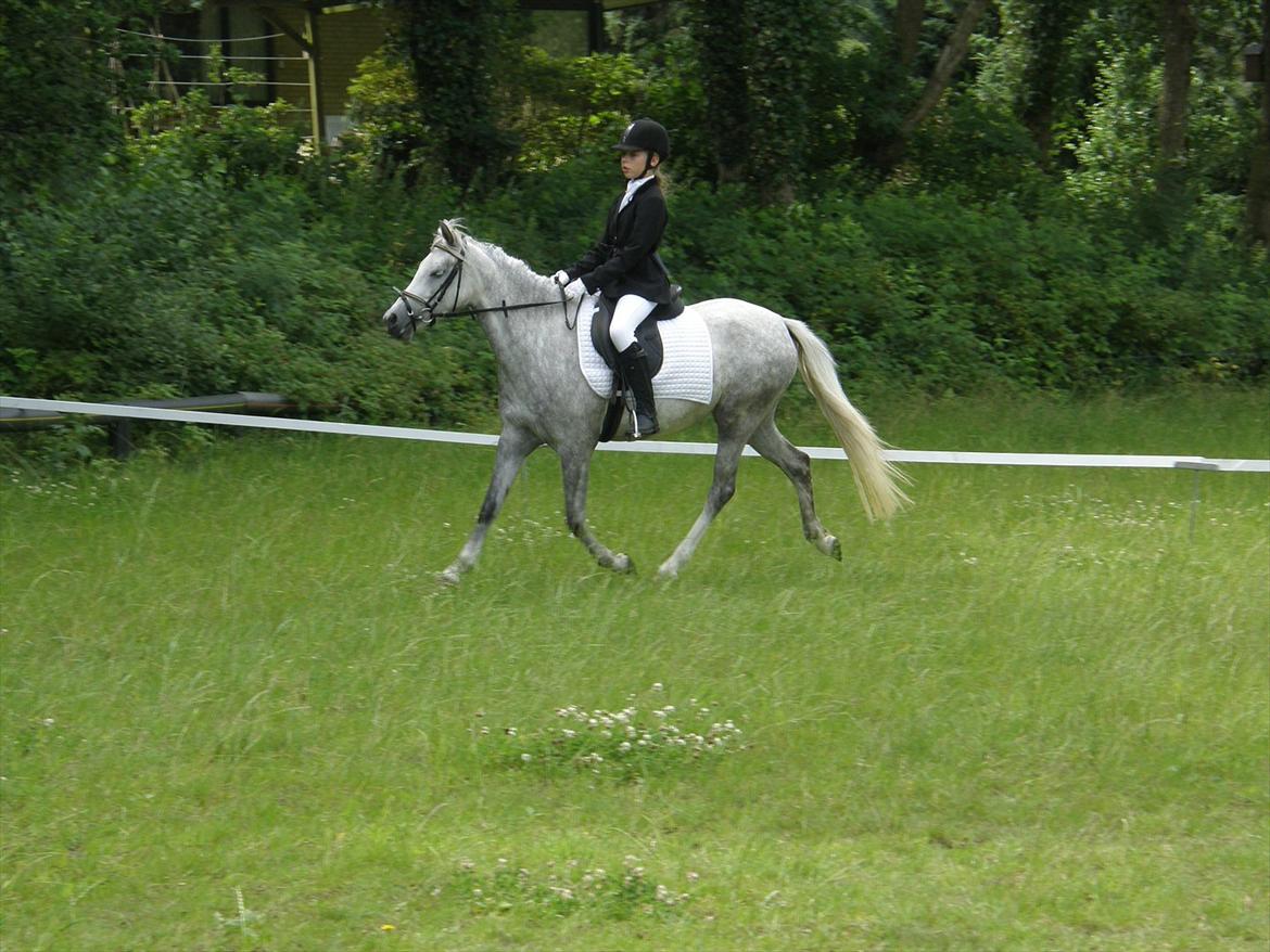 Welsh Partbred (Sec F) Klintholms Miss Shania billede 12