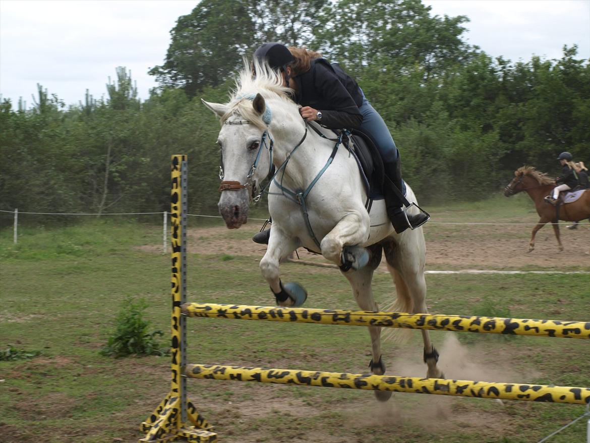 Anden særlig race Serina-Plet - Plet flyvende over 90cm :D hun er så fantastisk til spring :D billede 8