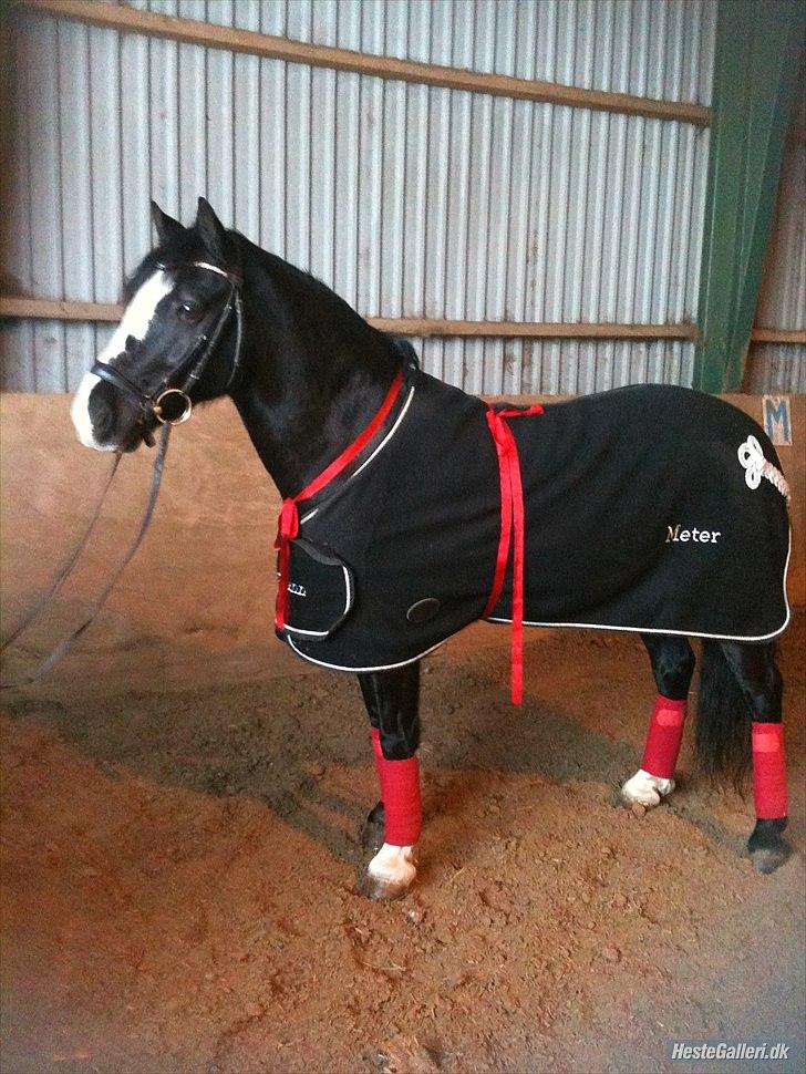 Welsh Cob (sec D) Meter - Meter står og venter på Anne-Sofie kommer:) Anne-Sofie skulle have haft Meter d. 24 december, da der var så meget sne kunne de ikke komme der ud så hun fik ham dagen efter:) Vil ønske jer alt held og lykke frem over:) billede 1