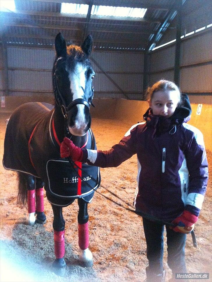 Welsh Cob (sec D) Meter - Anne-Sofie skulle have haft Meter d. 24 december, da der var så meget sne kunne de ikke komme der ud så hun fik ham dagen efter:) Vil ønske jer alt held og lykke frem over:) billede 2