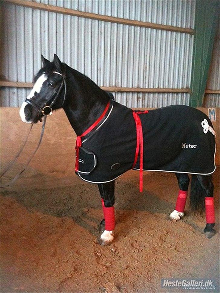 Welsh Cob (sec D)  Meter - Jeg elsker dig Meter jeg er så glad for jeg fik dig elsker dig<3 billede 2