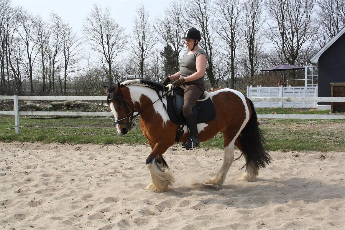 Irish Cob caramella billede 19