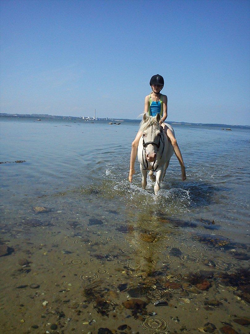 Knabstrupper spidi (søsters pony) billede 17