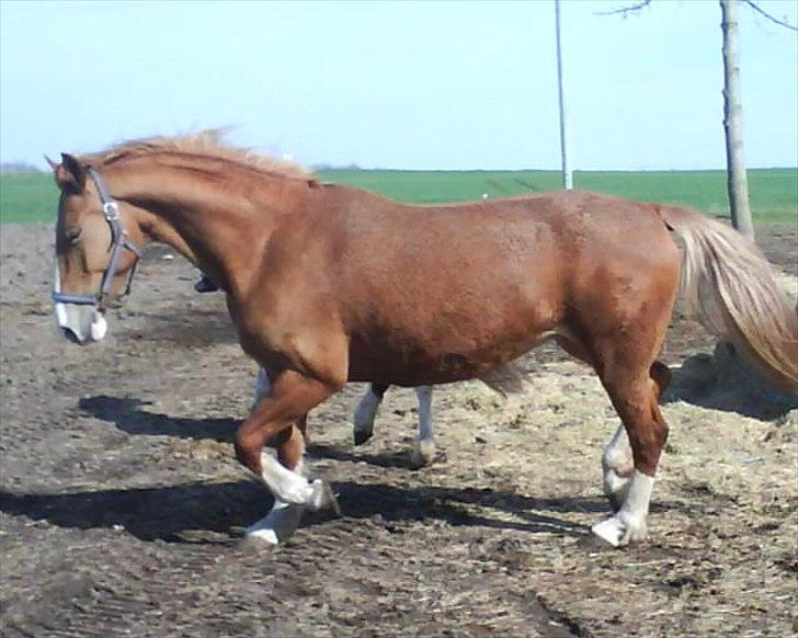 Frederiksborg Ronja - Et styks vildhest (: billede 11