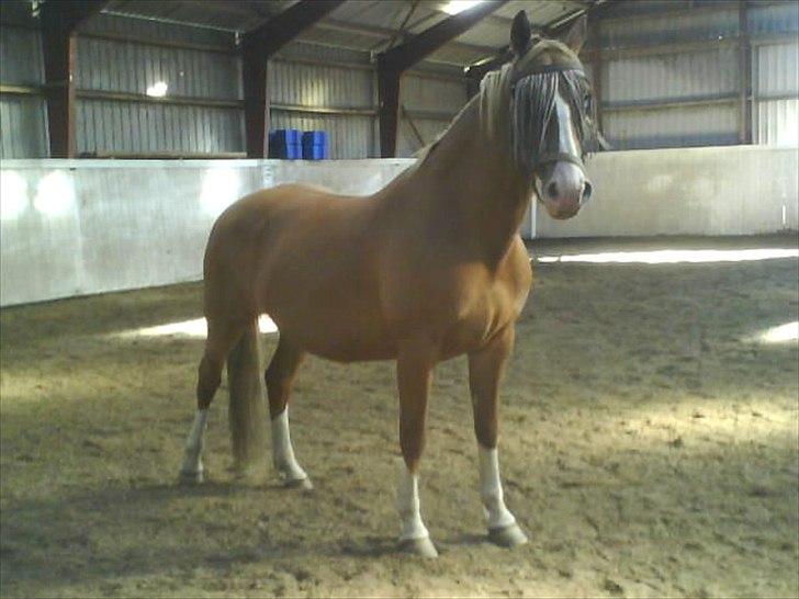 Frederiksborg Ronja - I ridehuset hos SSH billede 12