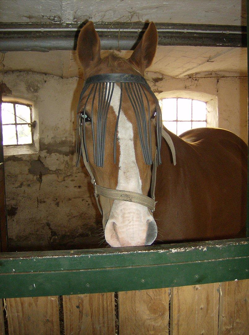 Frederiksborg Ronja - Hjemme i boksen (: billede 13