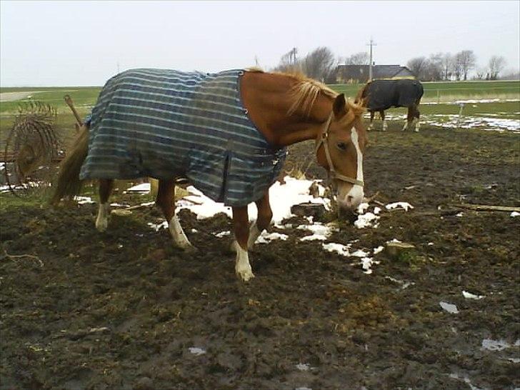 Frederiksborg Ronja - Ad, det er mudret  billede 14
