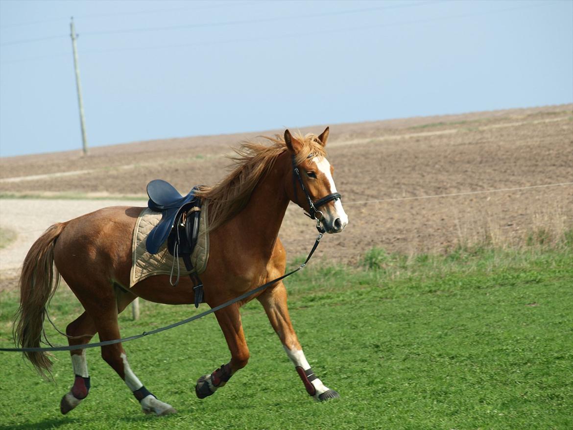 Frederiksborg Romeo billede 8