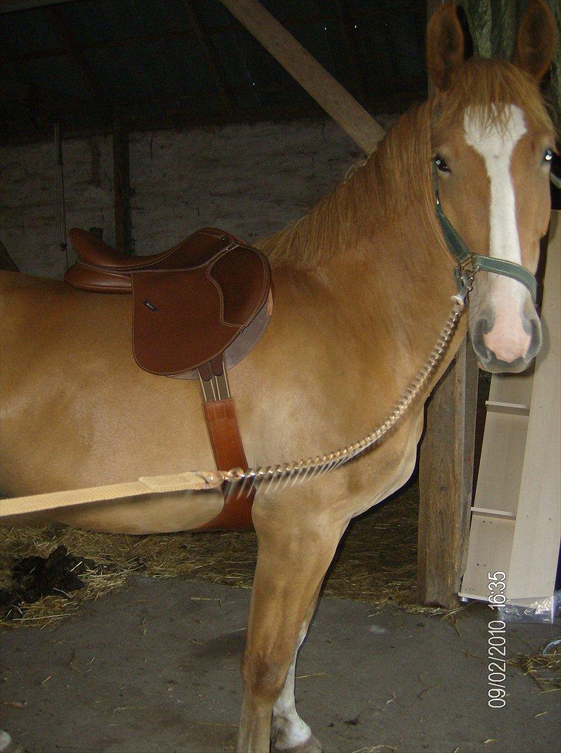 Frederiksborg Romeo billede 9