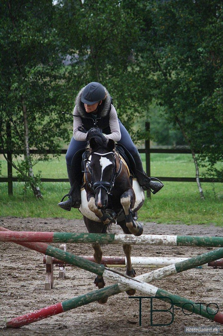 Hollandsk Sportspony Kees * SOLGT* - TBfoto 
http://www.wix.com/tbfototebr/tbfoto billede 18