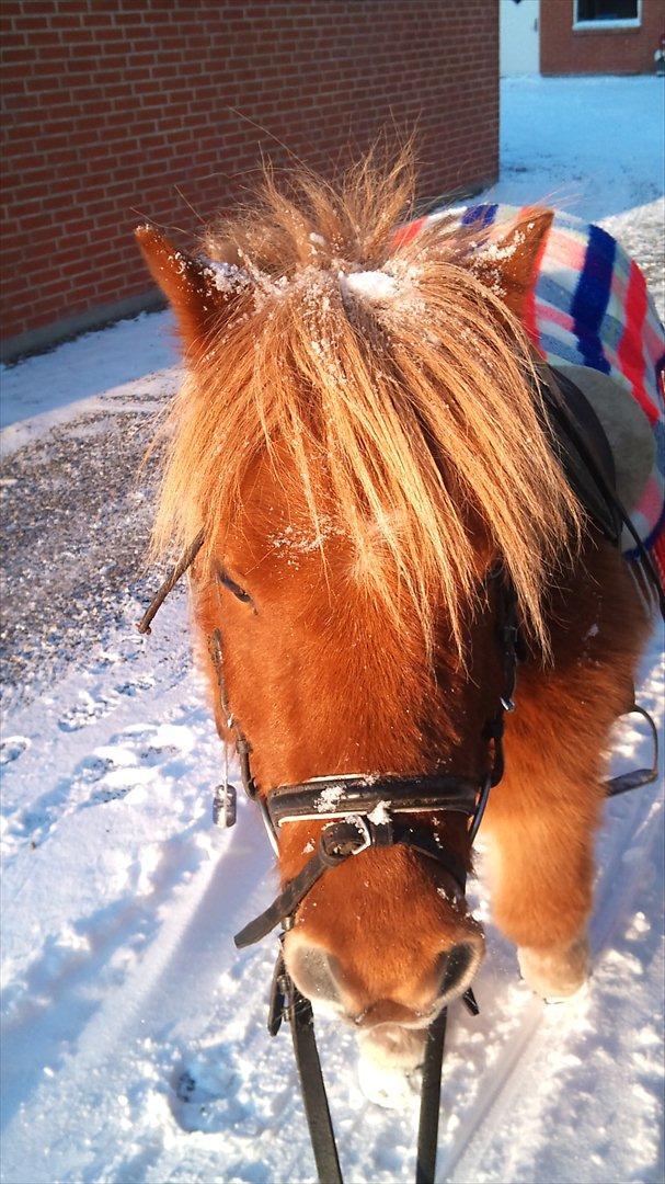 Shetlænder luckas - gå tur i senen billede 11