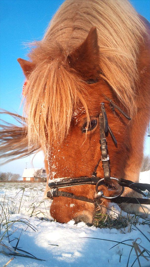 Shetlænder luckas billede 12