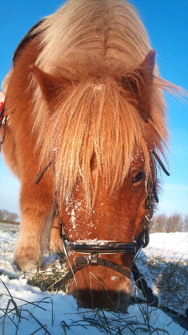 Shetlænder luckas billede 13