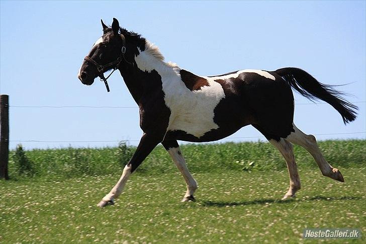 Hollandsk Sportspony Kees * SOLGT* - TBfoto
http://www.wix.com/tbfototebr/tbfoto billede 16