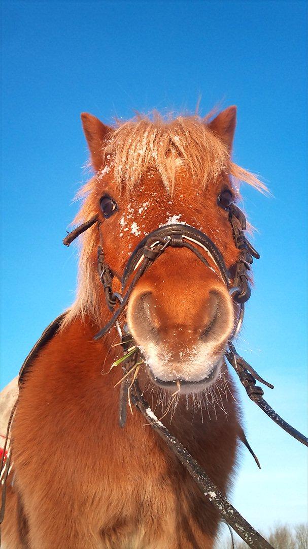 Shetlænder luckas - sne billed  billede 14