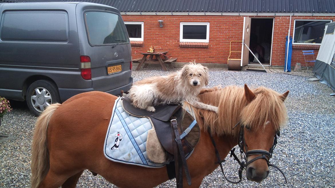Shetlænder luckas - mulle og luckas billede 15