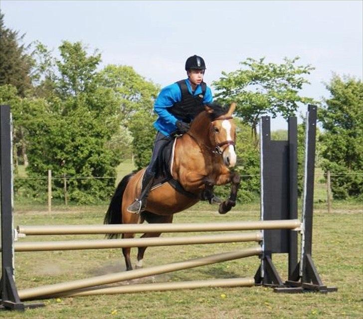 Anden særlig race Melody billede 2
