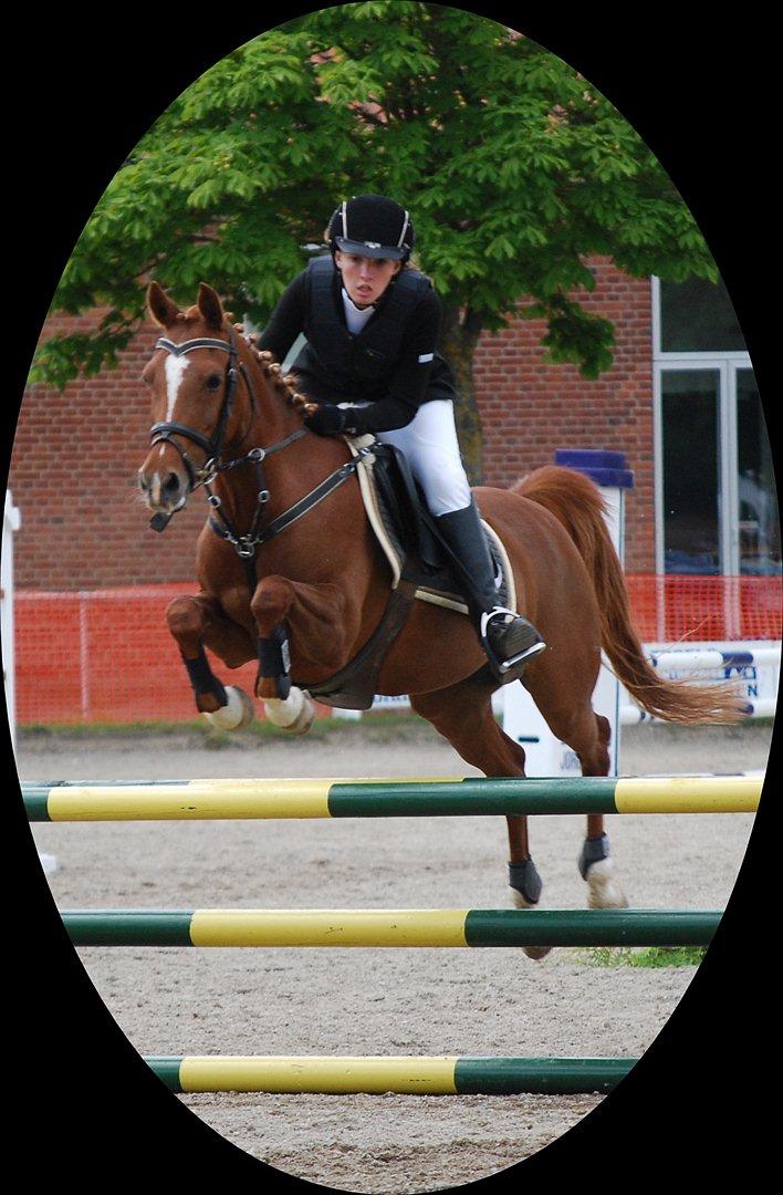 Hollandsk Sportspony Maloes billede 1