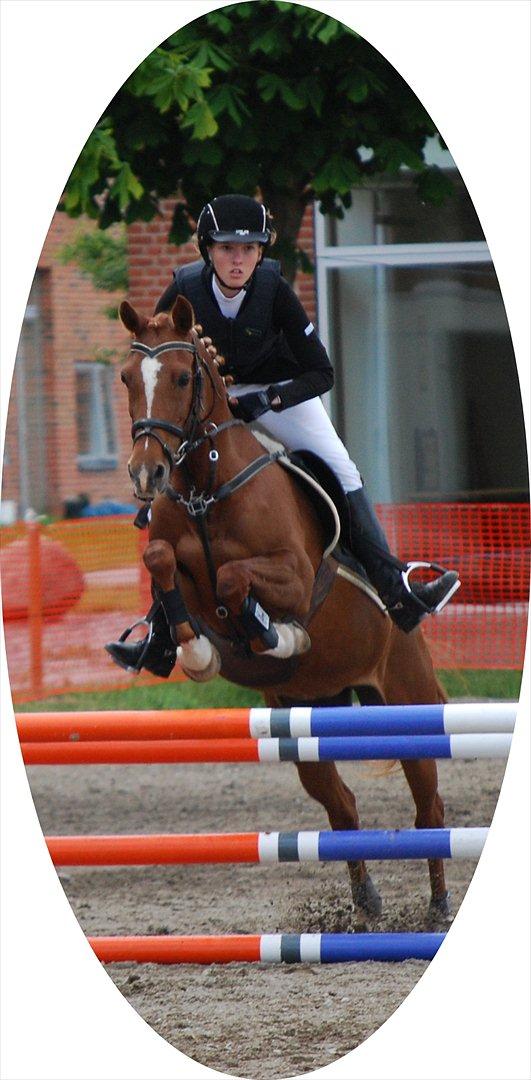 Hollandsk Sportspony Maloes billede 17