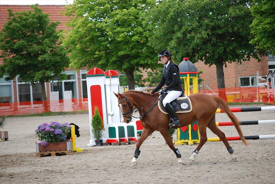 Hollandsk Sportspony Maloes billede 18