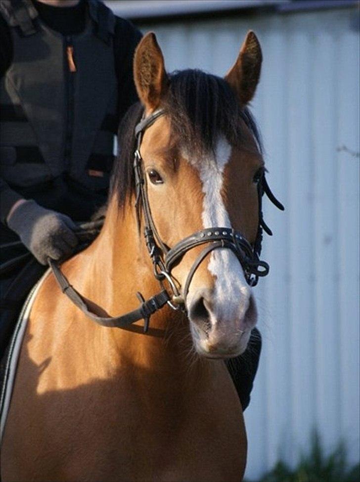 Anden særlig race Melody billede 1