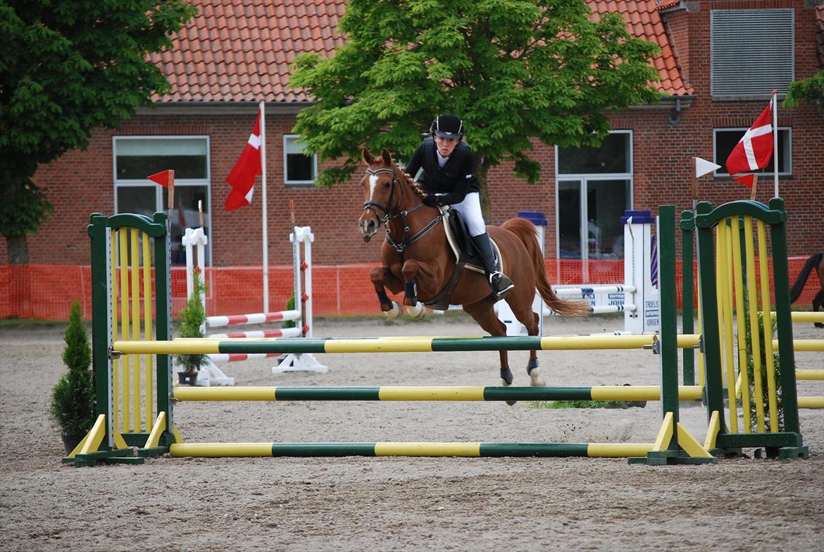 Hollandsk Sportspony Maloes billede 19