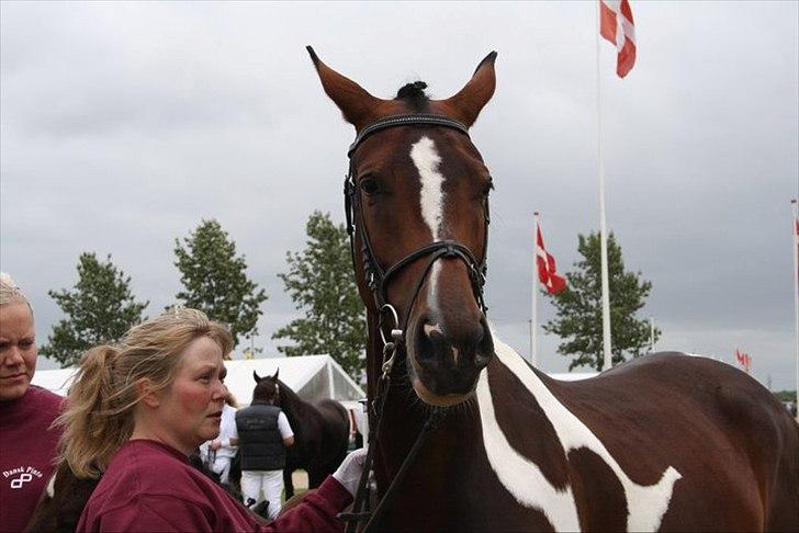 Pinto Hoelgaard´s Zaijo´s Pride billede 15